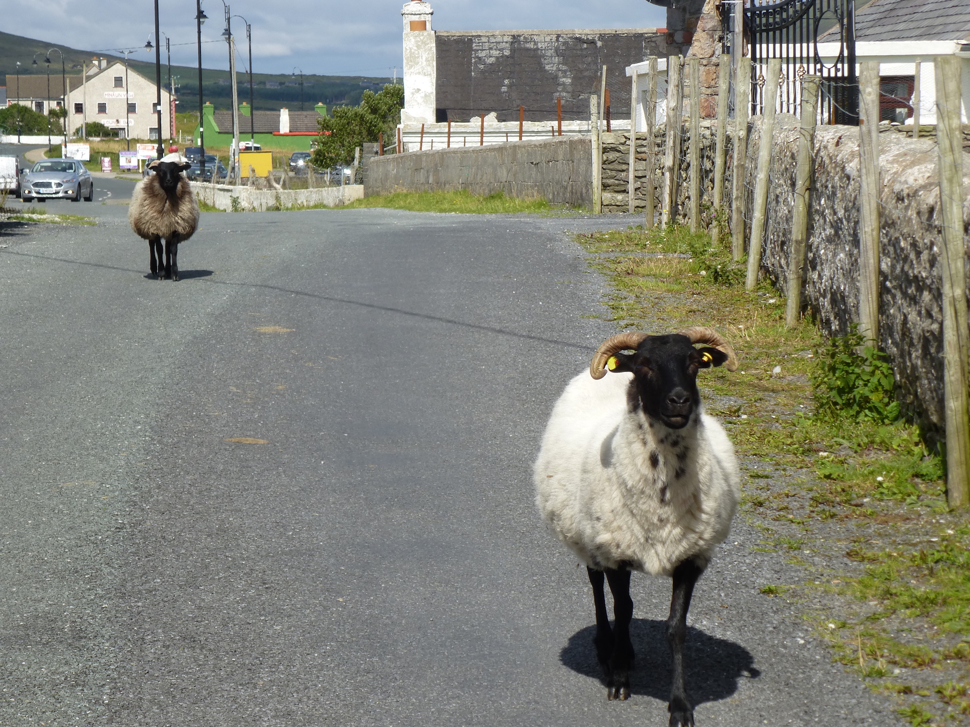 Irland-Schafe singletaugliche Reise